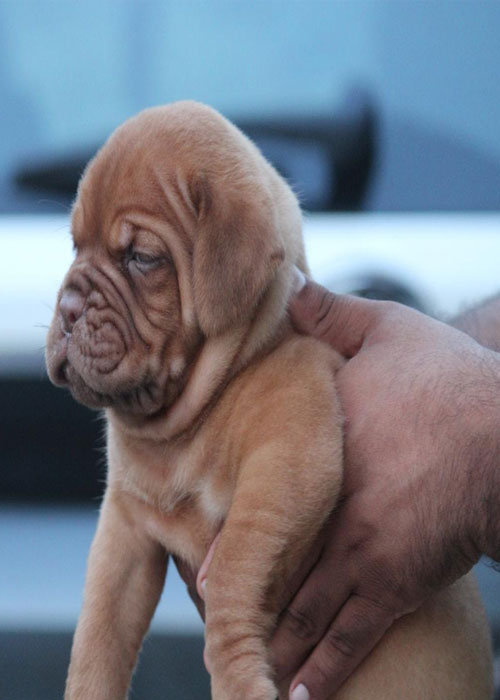 Dogue De Bourduex puppy for sale