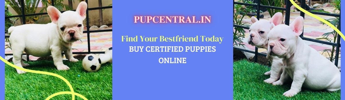 dogs and puppies for sale
