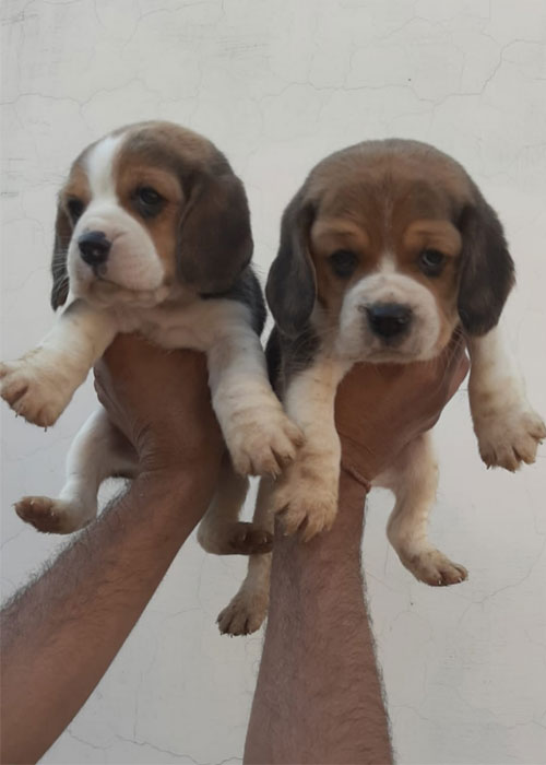 Beagle Puppies for Sale