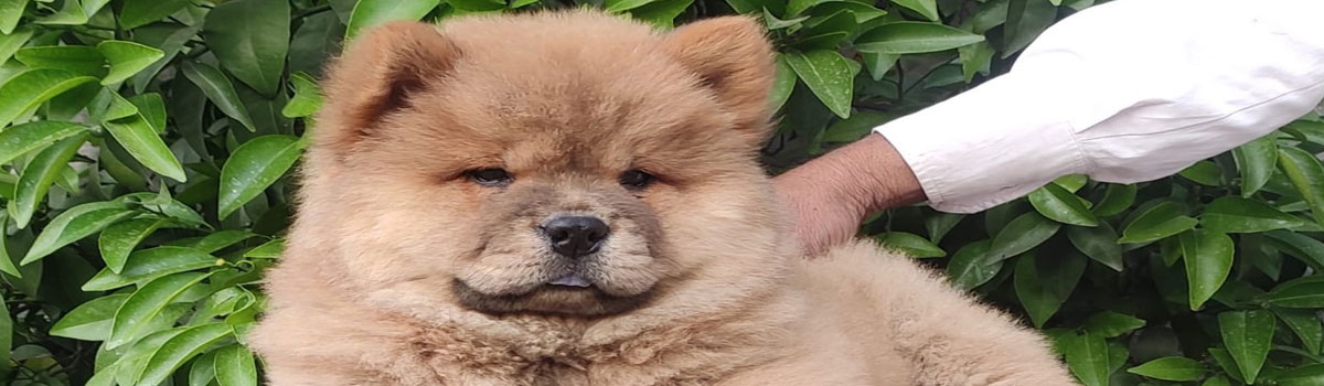 Chow-chow Puppies for Sale