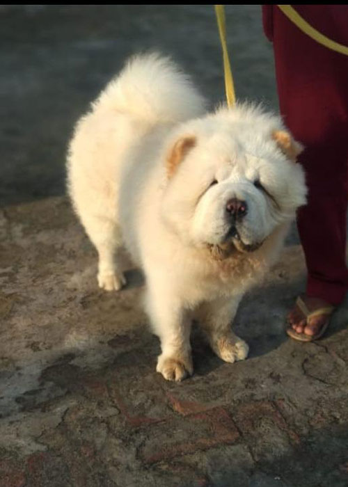 Chow-chow puppy for sale