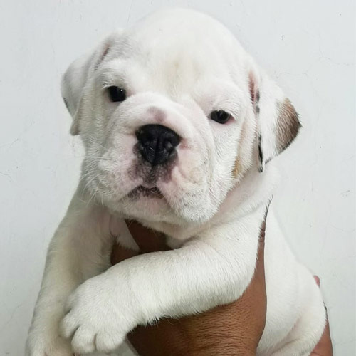 English Bull Dog Puppies for Sale
