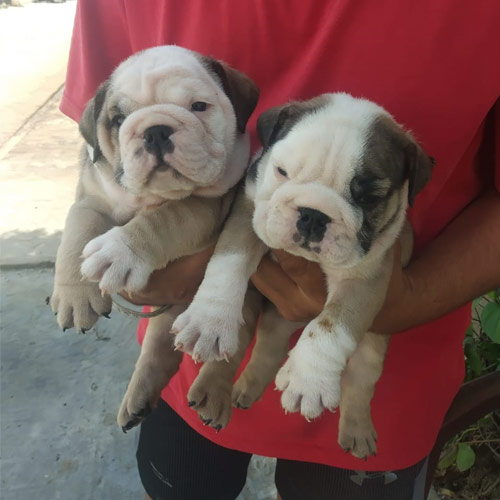English Bull Dog Puppies for Sale