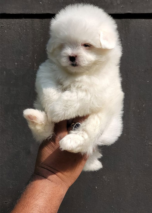 Maltese Puppies for Sale