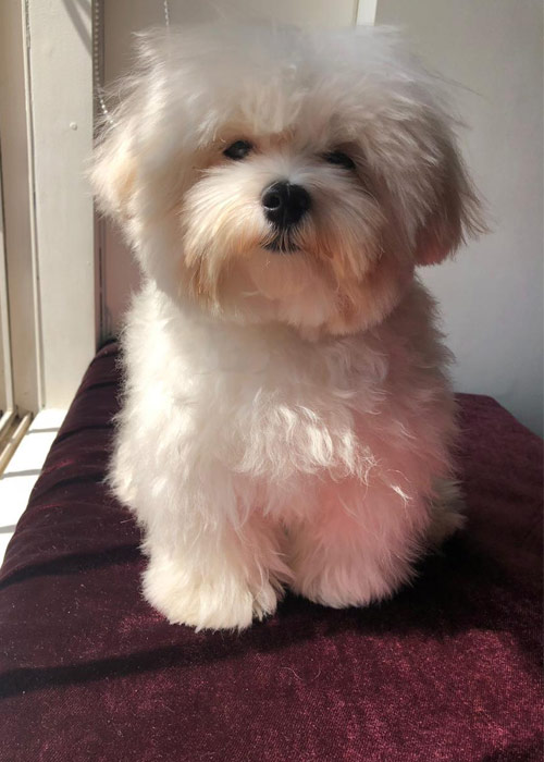 Maltese Puppies for Sale